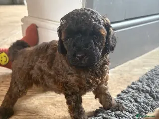 Cavapoo dogs Cavapoo puppies 3 Left 🐶Reduced - Advert 10