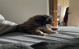 Shih Tzu dogs for sale: Adorable Shih tzu Puppies  - Image 13