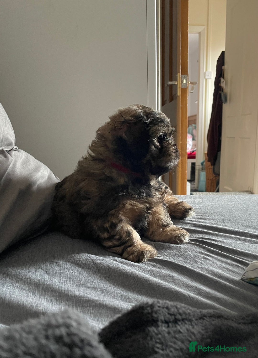 Shih Tzu dogs for sale: Adorable Shih tzu Puppies  - Image 13