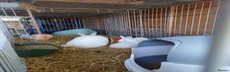 New Zealand rabbits for sale: NewZealand Whites - Advert 1
