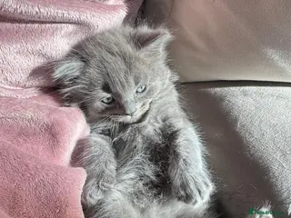 British Longhair cats Very playful male British Longhair. - Advert 15