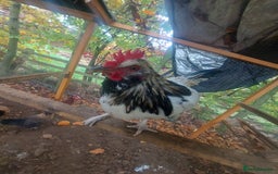 Chickens poultry for sale: More cockerel for sale - Image 13