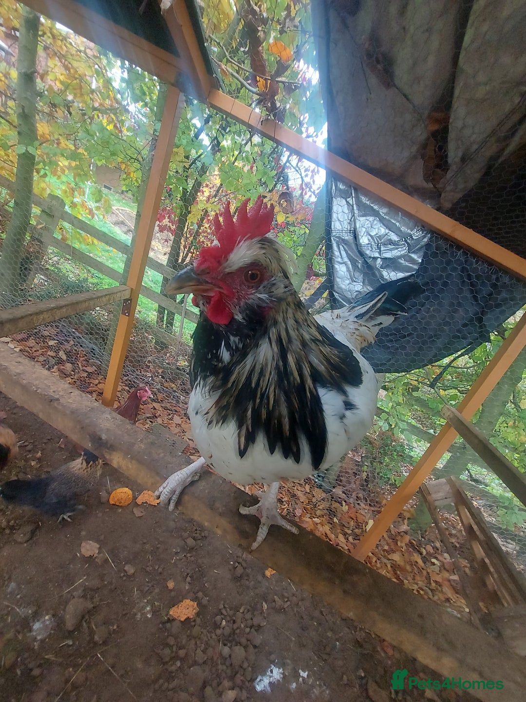 Chickens poultry for sale: More cockerel for sale - Image 13