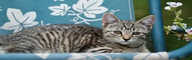 Tabby