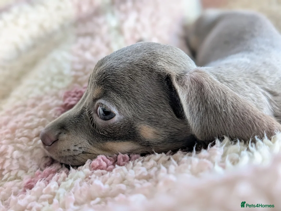Chiweenie dogs for sale: Lilac & tan Chiweenie ready now in Hailsham - Advert 4