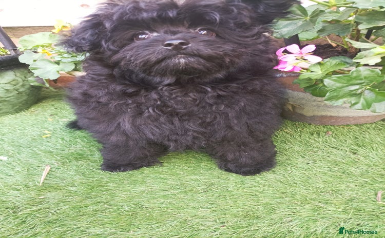 Pomapoo dogs - Advert 1