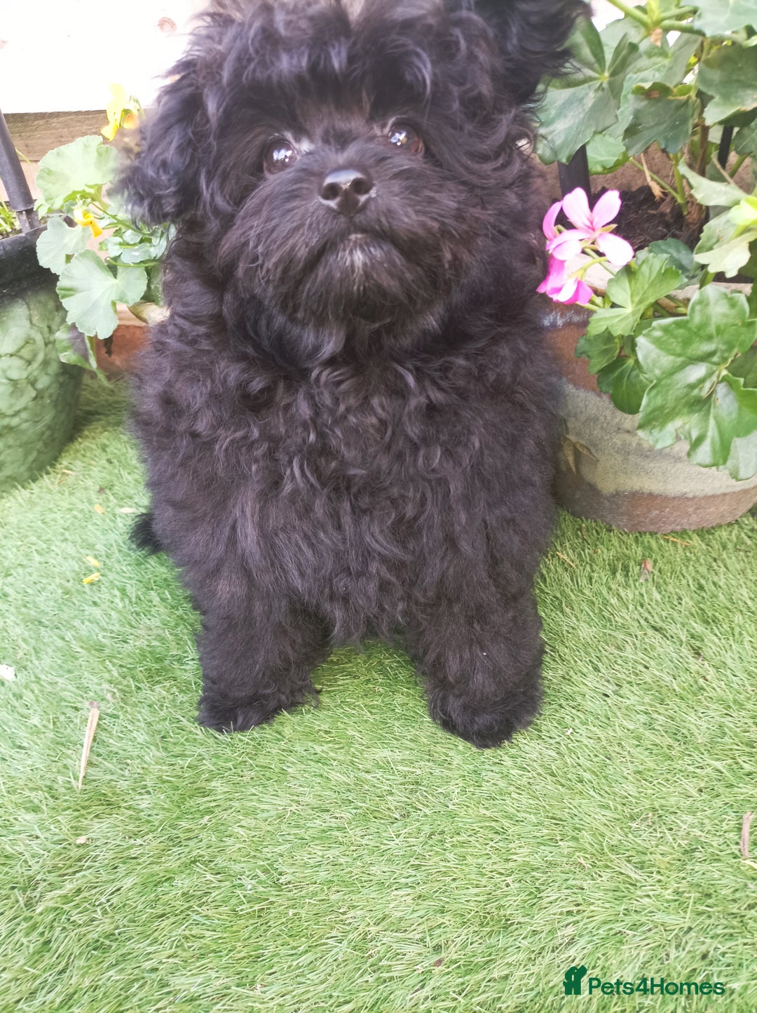 Pomapoo dogs for sale: Stunning little male F1 pomapoo puppy. - Image 3
