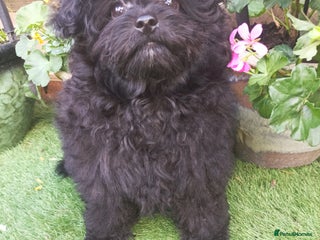 Pomapoo dogs - Advert 1