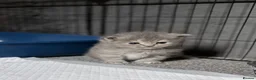 Mixed Breed cats for sale: Beautiful Persian cross kittens  - Advert 3
