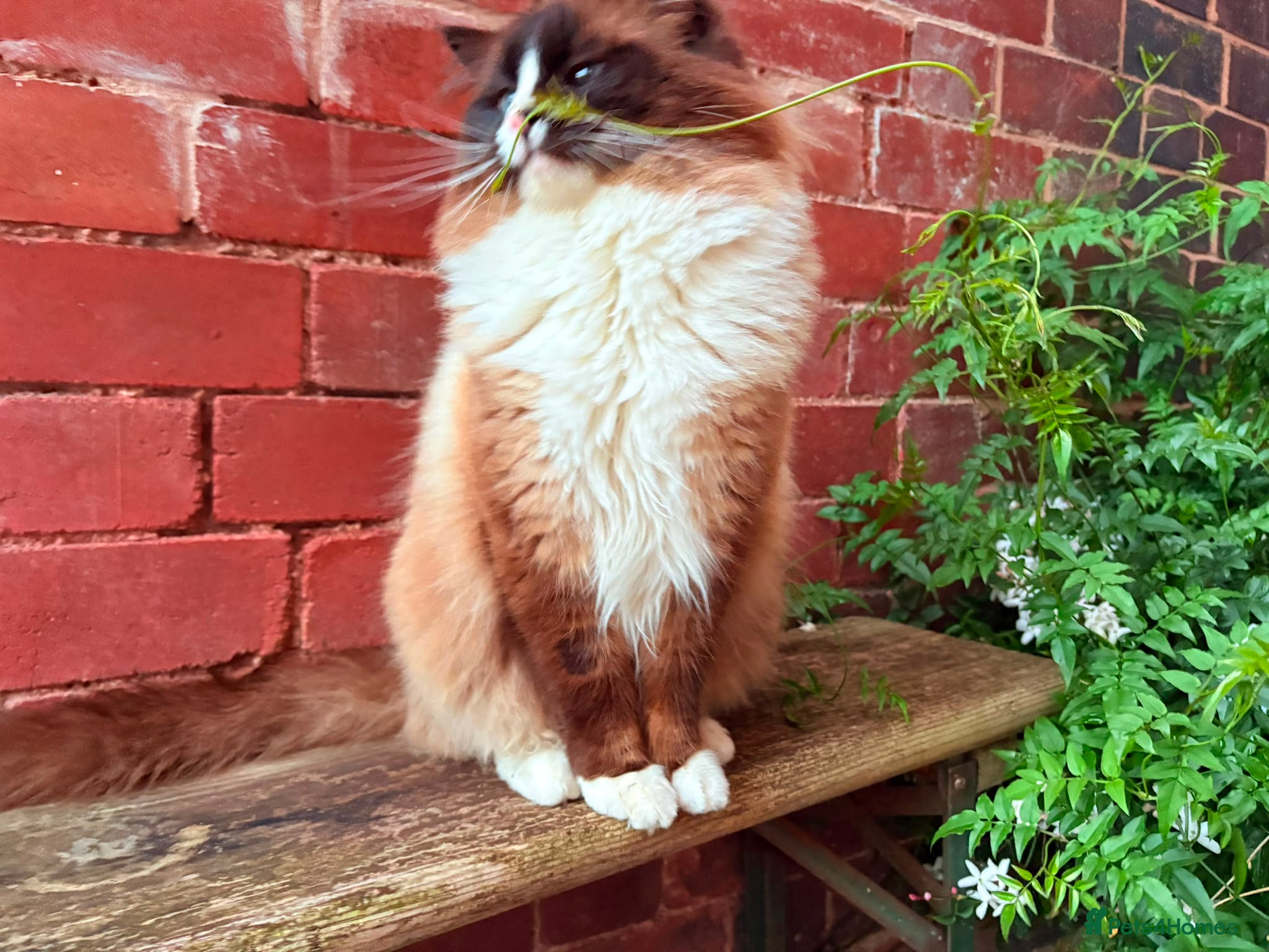 Ragdoll cats for sale: Stunning Ragdoll Kittens - 2.5 weeks old. - Advert 11