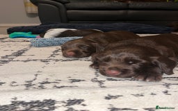 Sprocker dogs for sale: Beautiful sprocker puppies  - Image 10