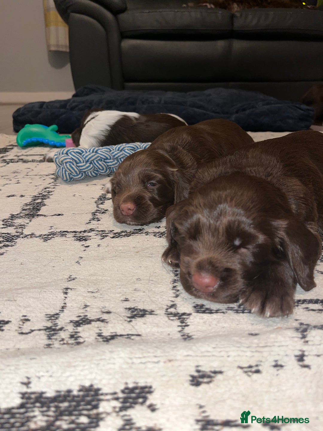 Sprocker dogs for sale: Beautiful sprocker puppies  - Image 10