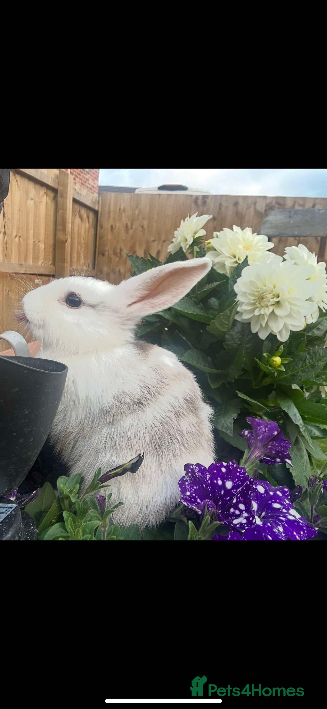 Dwarf Lop rabbits for sale: 2 rabbits left - Image 3
