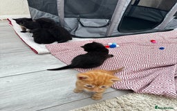 Mixed Breed cats for sale: Adorable little kittens looking for a new home - Image 5