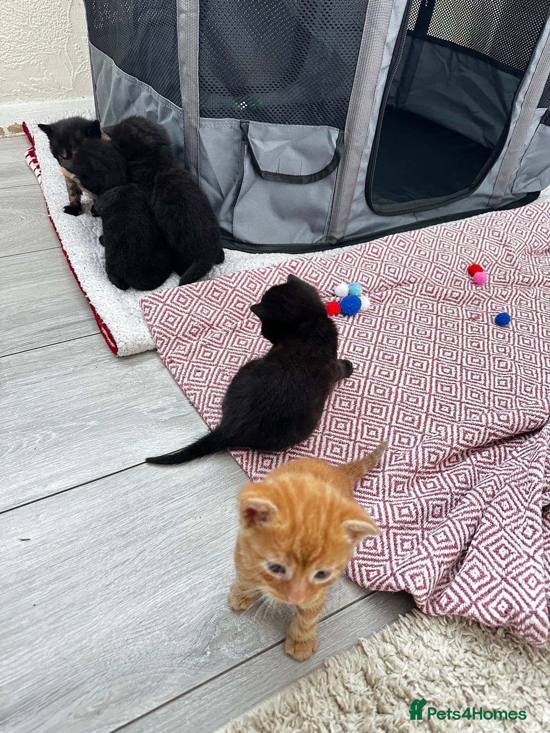 Mixed Breed cats for sale: Adorable little kittens looking for a new home - Image 5