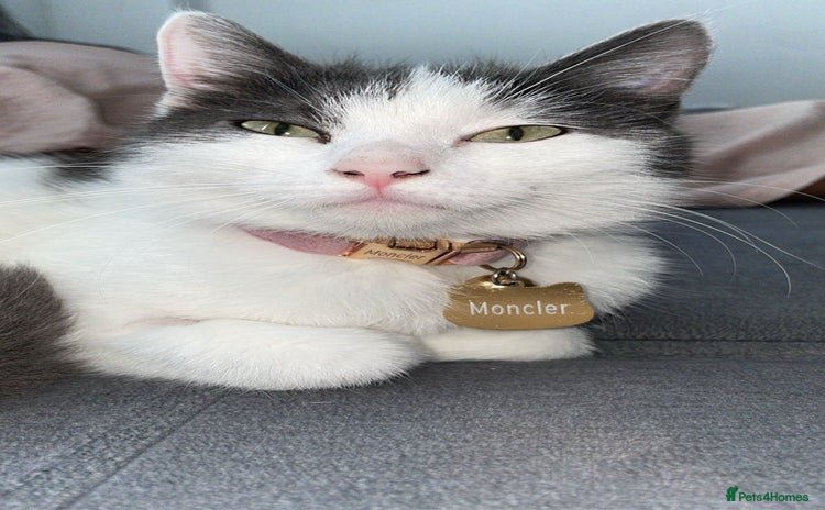 Mixed Breed cats - Advert 16