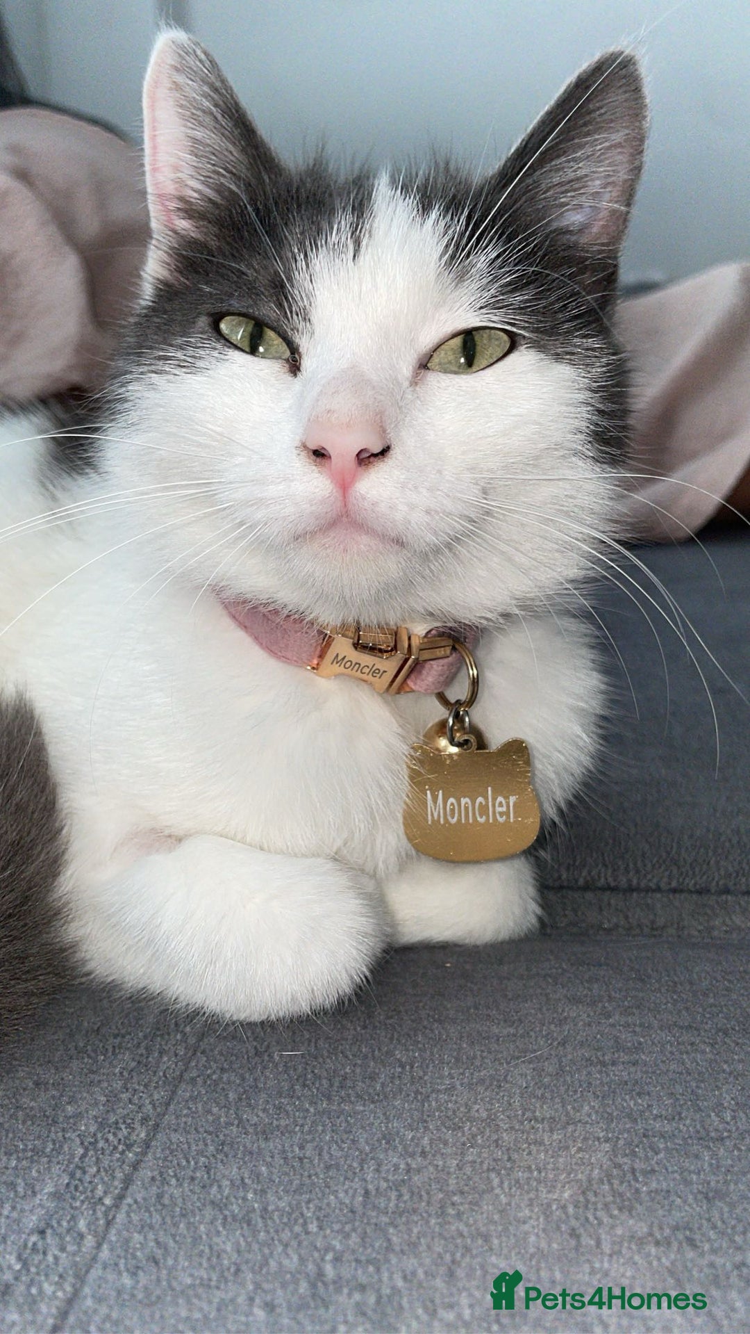Mixed Breed cats for sale: Loving indoor cat looking for new home - Image 1