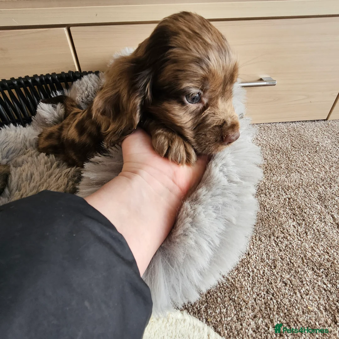 Cocker Spaniel dogs for sale: Working Type Cocker Spaniels - Advert 1