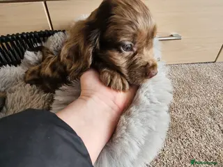 Cocker Spaniel dogs Working Type Cocker Spaniels - Advert 1