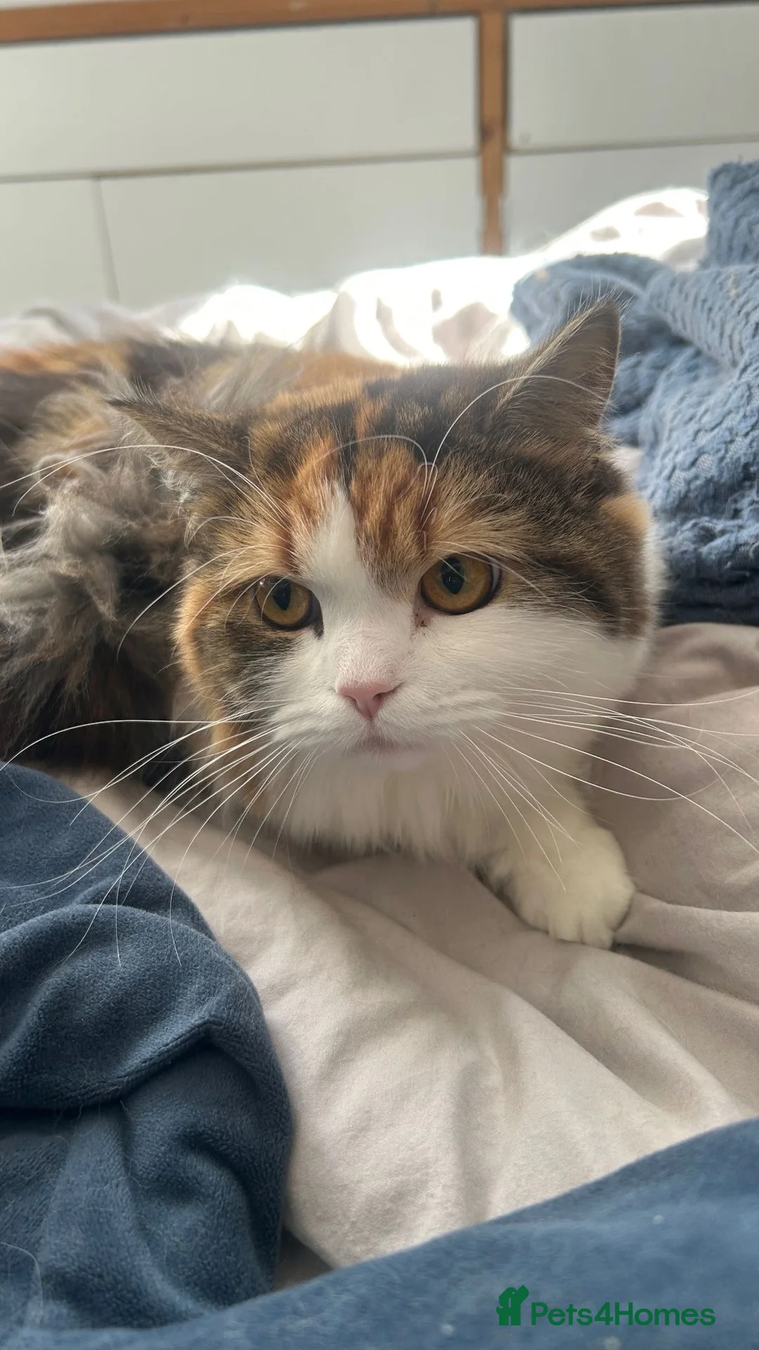 Persian cats for sale: 1 full persian and 2 mixed with British longhair  in Morden - Advert 7