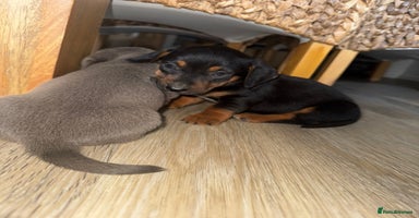 Mixed Breed dogs - Advert 2