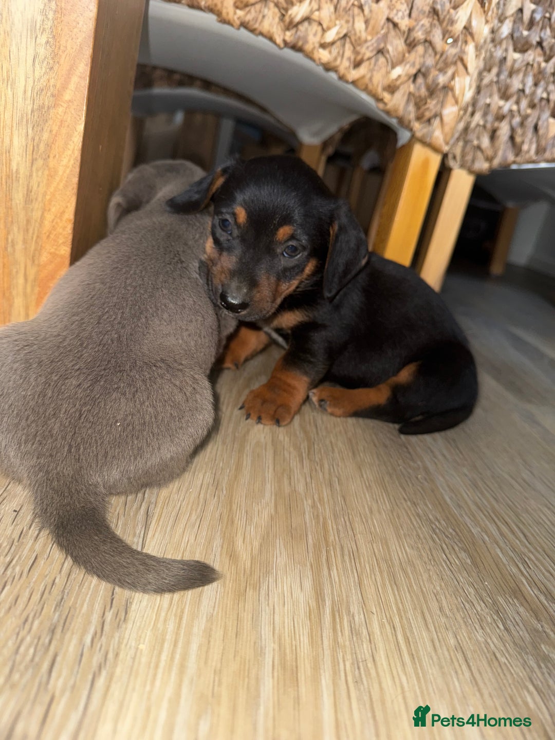 Mixed Breed dogs for sale: Jack Russel/miniature Datchound - Image 2