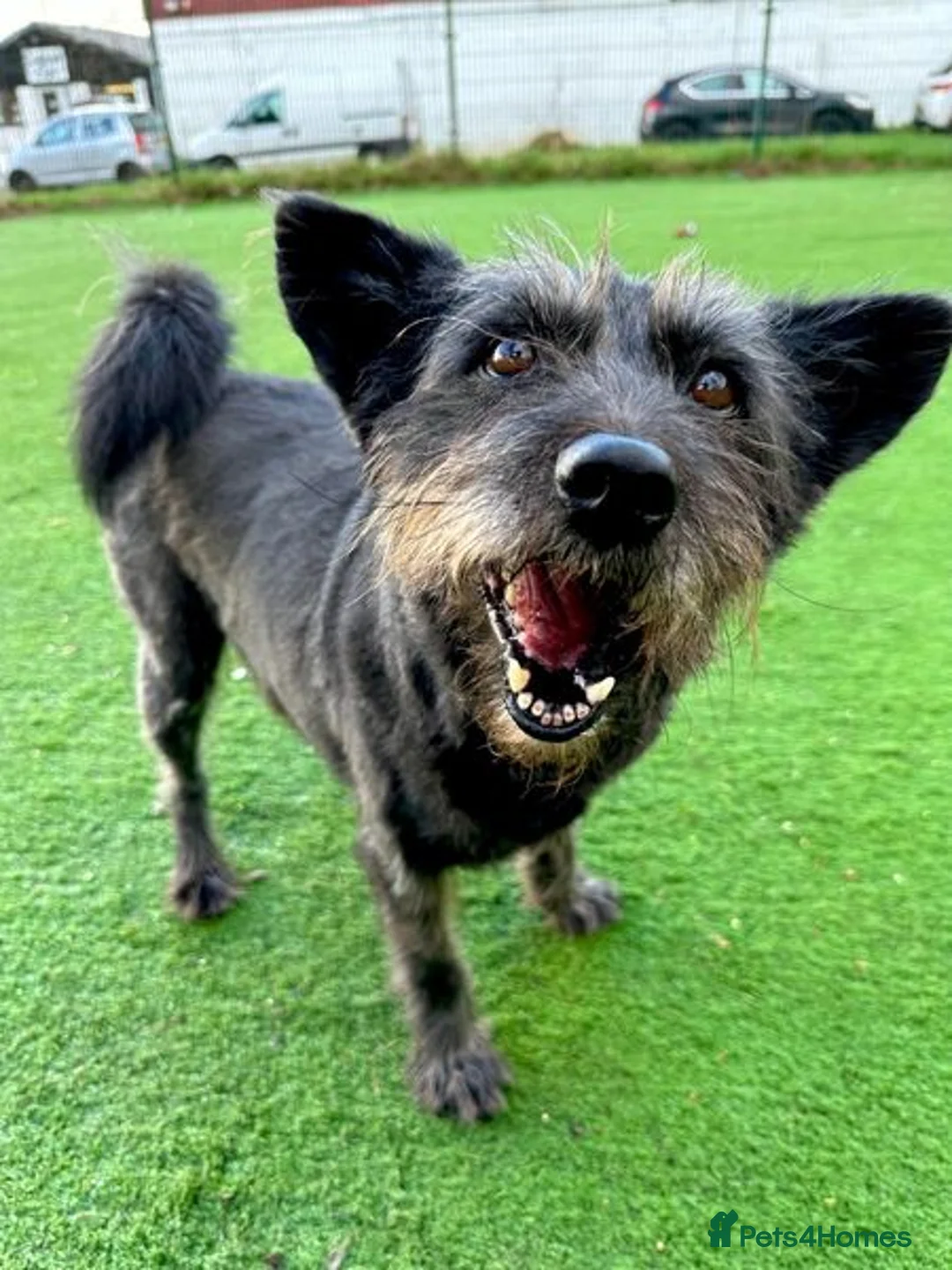 Mixed Breed dogs for adoption: Senior boy Moflea has never had a home in Waltham Abbey - Advert 6