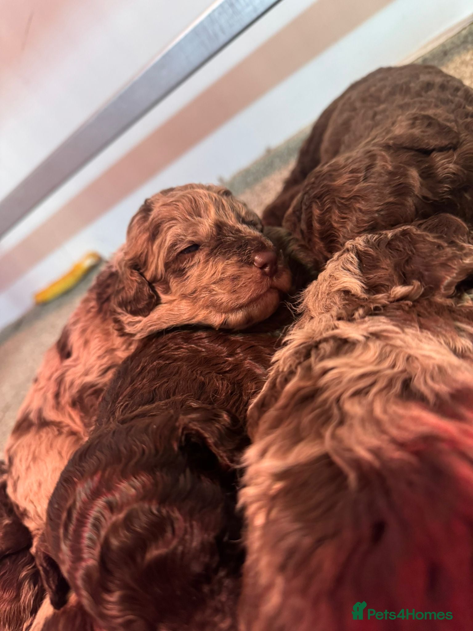 Cockapoo dogs Stunning F1bb toy cockerpoo puppies - Advert 3