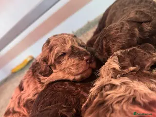 Cockapoo dogs Stunning F1bb toy cockerpoo puppies - Advert 3