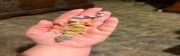 Leopard Gecko reptiles for sale: Leopard gecko babies  - Advert 4