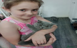 British Shorthair cats for sale: Gccf STUD, Blue Spotted,Blue, Lilac, Bi - Image 3