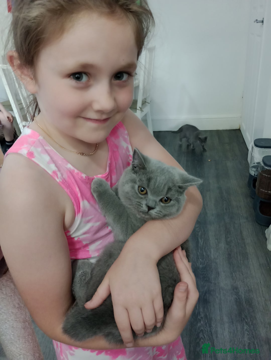 British Shorthair cats for sale: Gccf STUD, Blue Spotted,Blue, Lilac, Bi - Image 3
