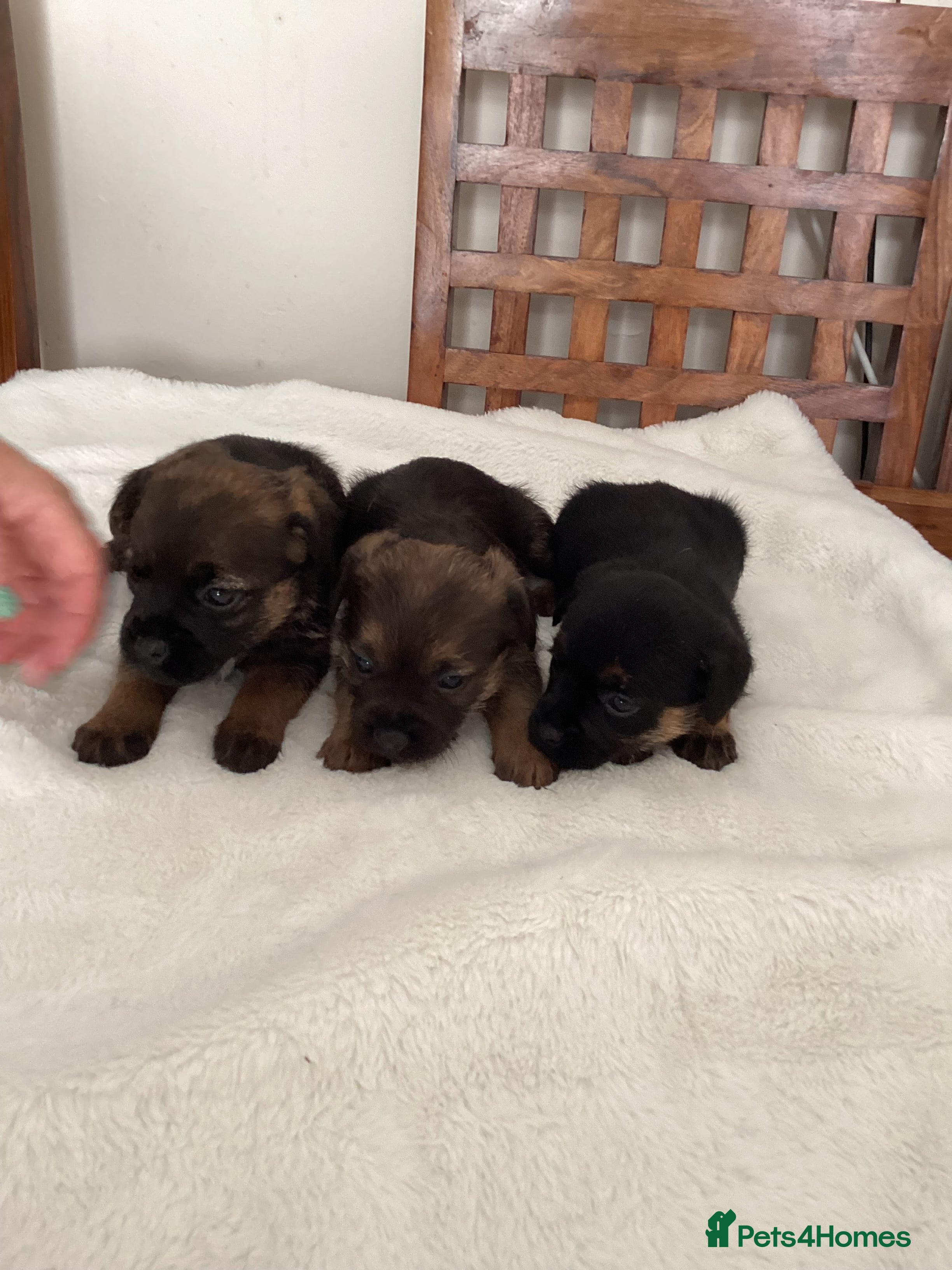 Border Terrier dogs for sale: Border Terrier Pups - Advert 3