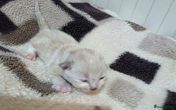 Mixed Breed cats for sale: Lovely mixed kittens 🐱😻😽👌 - Advert 3