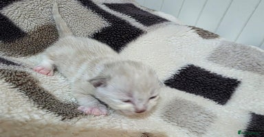 Mixed Breed cats Kittens😹😽😻👌Ragdoll x domestic cat 🐱😻😽👌 - Advert 2