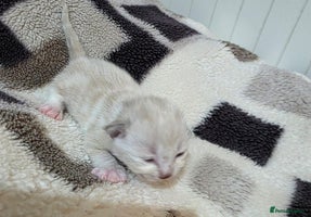 Mixed Breed cats Kittens😹😽😻👌Ragdoll x domestic cat 🐱😻😽👌 - Advert 2