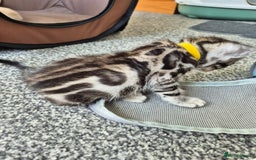 Bengal cats for sale: TICA large/clouded rosettes snow bengal kittens  - Image 14