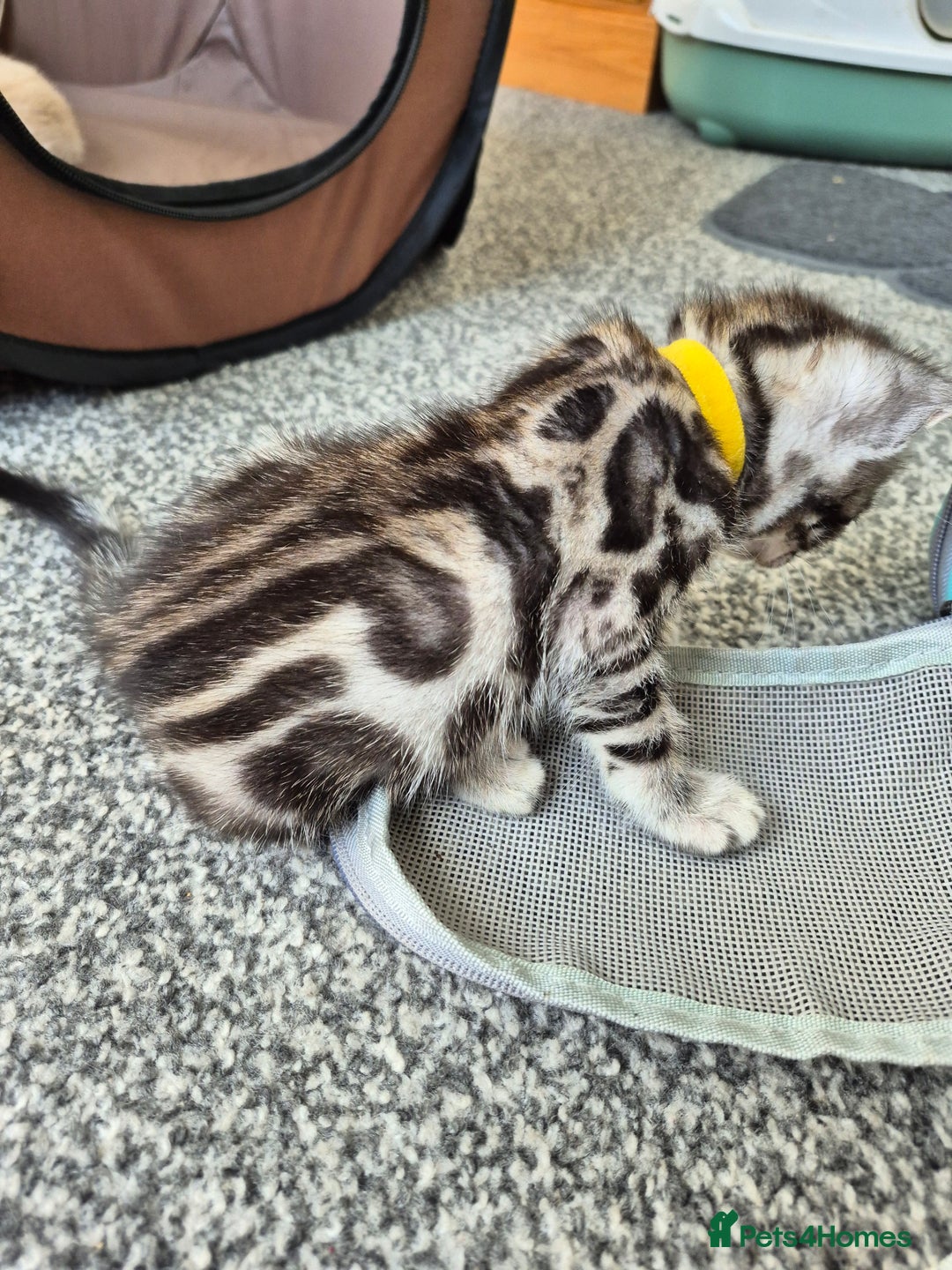 Bengal cats for sale: TICA large/clouded rosettes snow bengal kittens  - Image 14