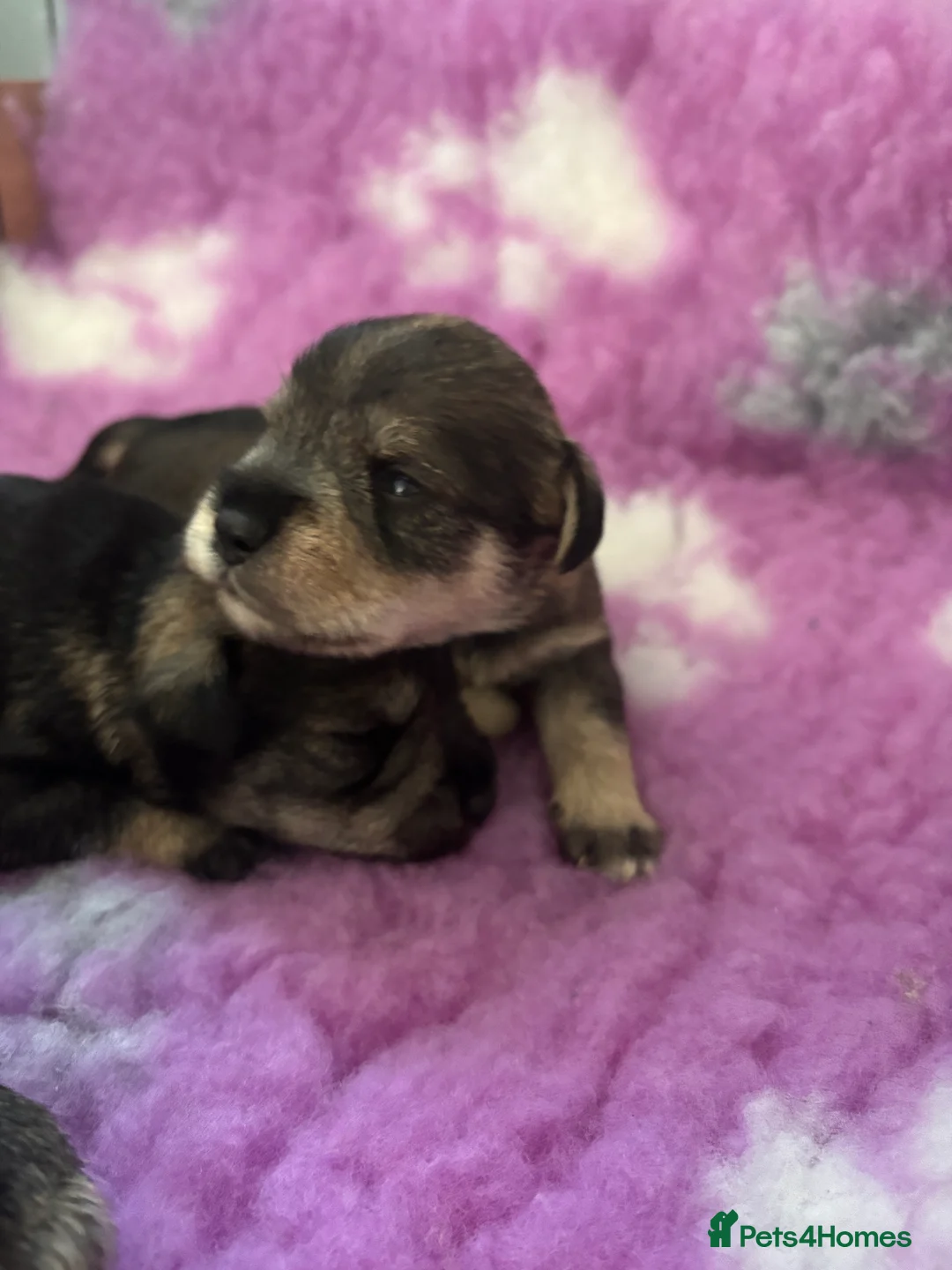 Miniature Schnauzer dogs for sale: beautiful miniature schnauzer puppies - Advert 11