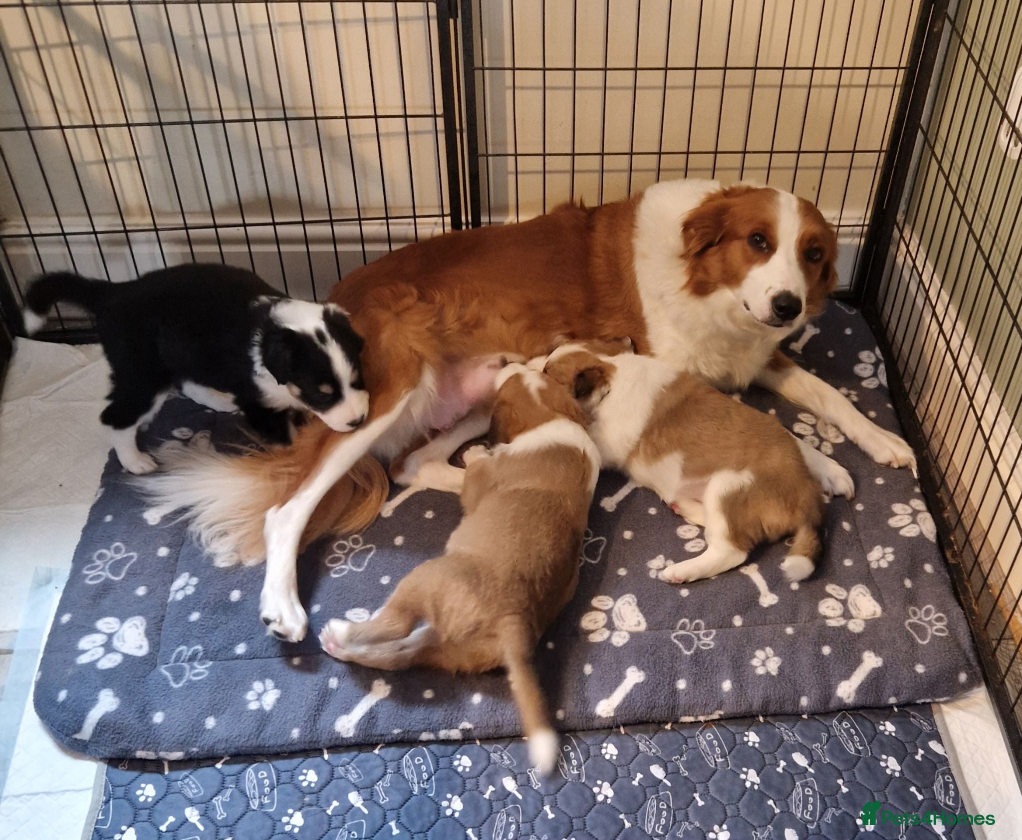 Border Collie dogs Sable and Tri border collie puppies  - Advert 1