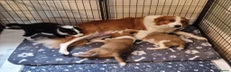 Border Collie dogs for sale: Sable and Tri border collie puppies  in Stockport - Advert 1