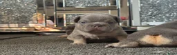 French Bulldog dogs for sale: 🐾 Outstanding litter of 6 🐾 - Advert 30
