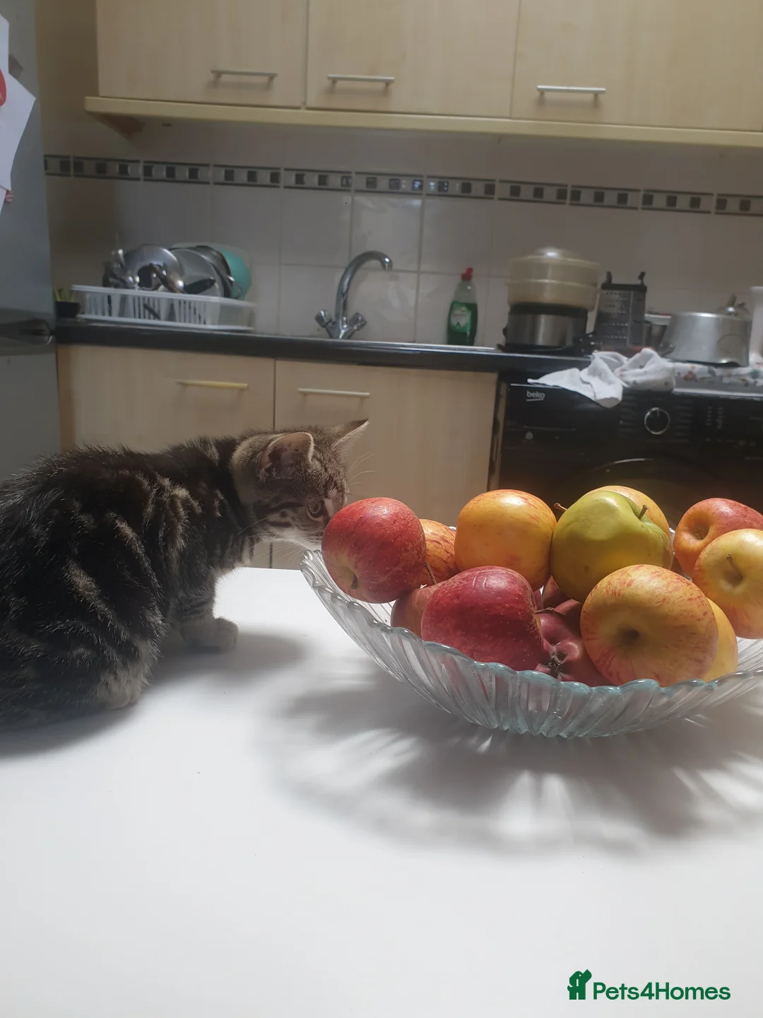 Mixed Breed cats for sale: Mixed Breed Kittens Ready Now – 5 Available - Advert 2