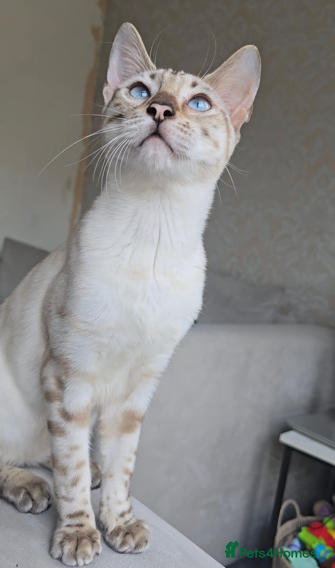 Bengal cats for stud: ❄️ Snow Bengal Stud – Ozzy ❄️ - Image 5