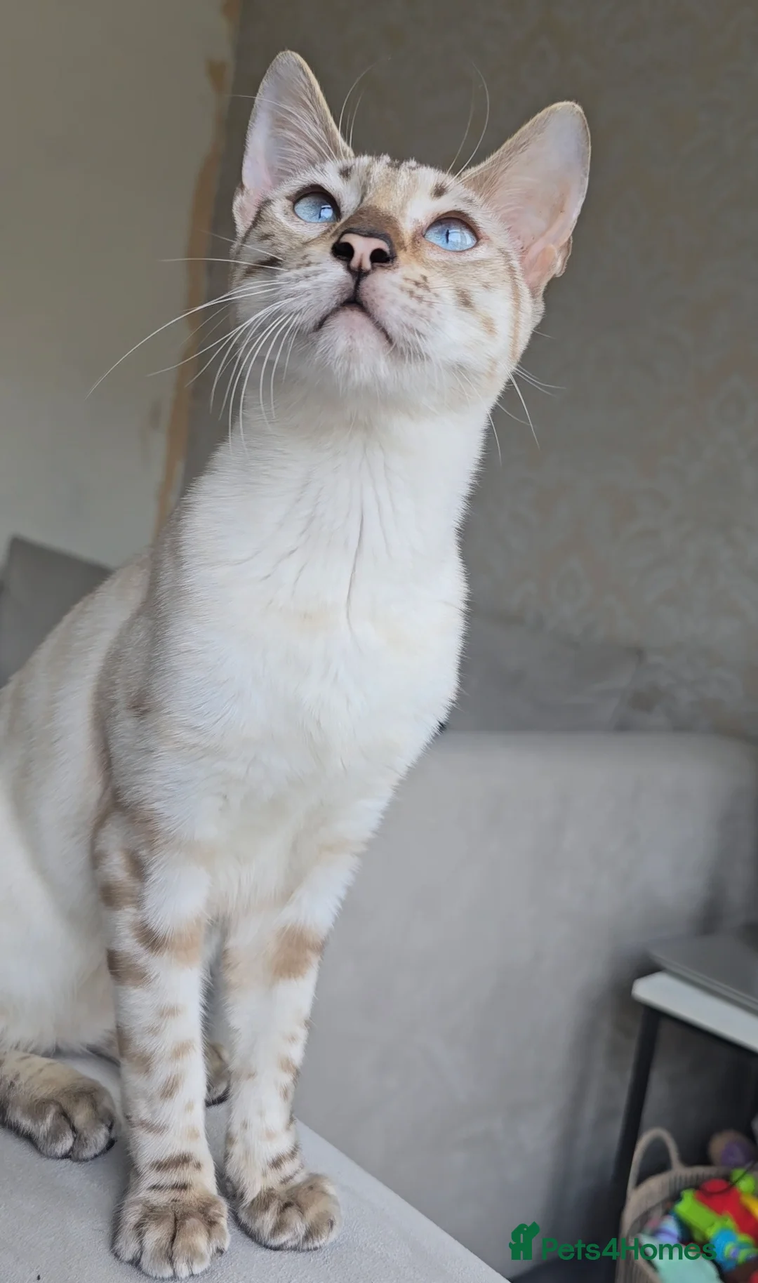 Bengal cats for stud: ❄️ Snow Bengal Stud – Ozzy ❄️ - Advert 7