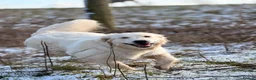 Golden Retriever dogs for sale: Female golden retriever  - Advert 7