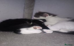 Mixed Breed cats for sale: Amazing kitten's  - Advert 16