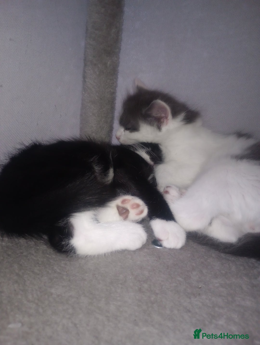 Mixed Breed cats for sale: Amazing kitten's  - Advert 16