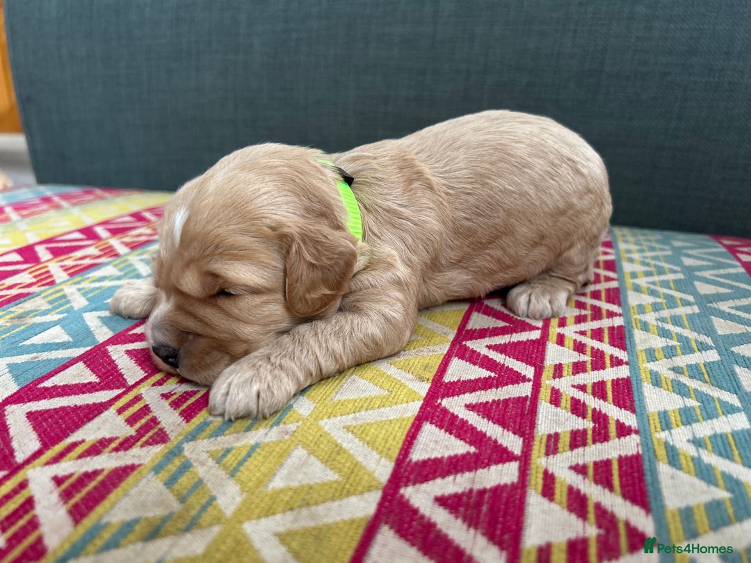 Cockapoo dogs for sale: Beautiful Cockapoo’s - Advert 6