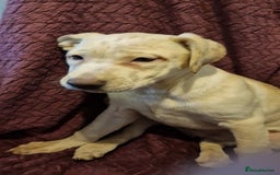 Mixed Breed dogs for sale: German shepard **tiff - Image 6